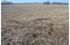 Property photo 6 - East Allen County - 55 Acre Land Auction